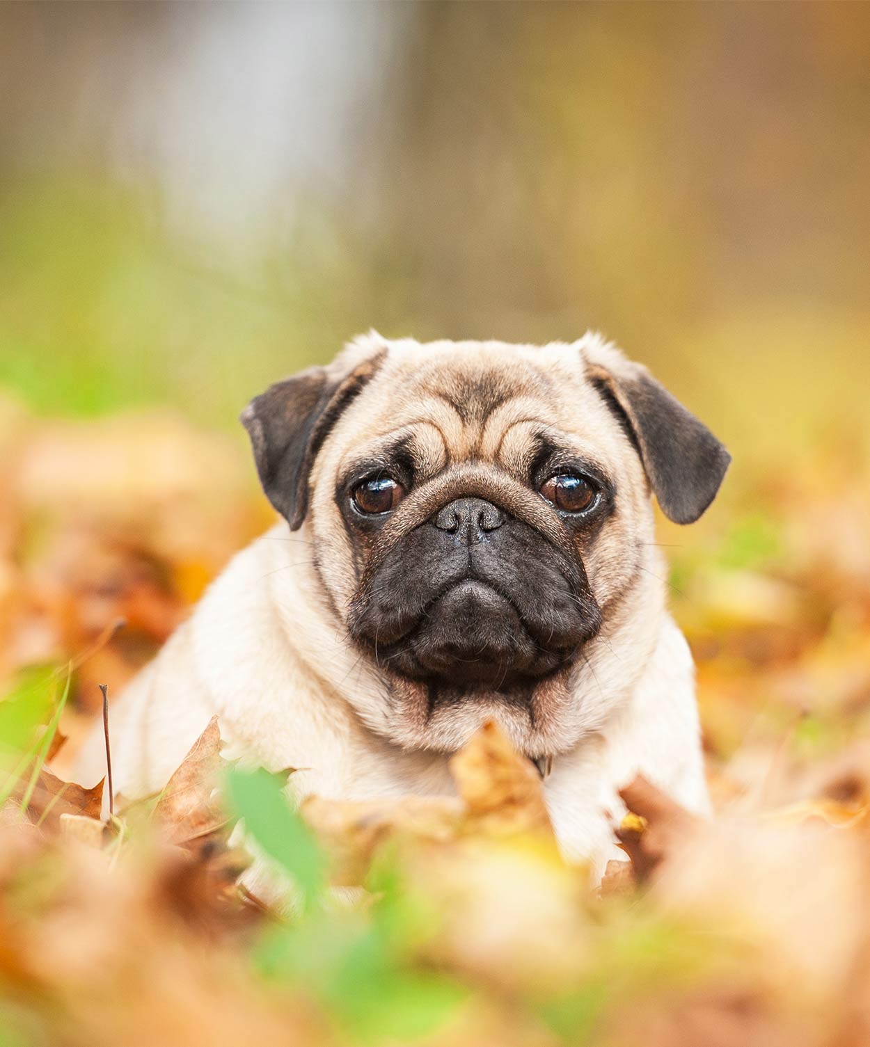 Cute Pug With Rottweiler Markings