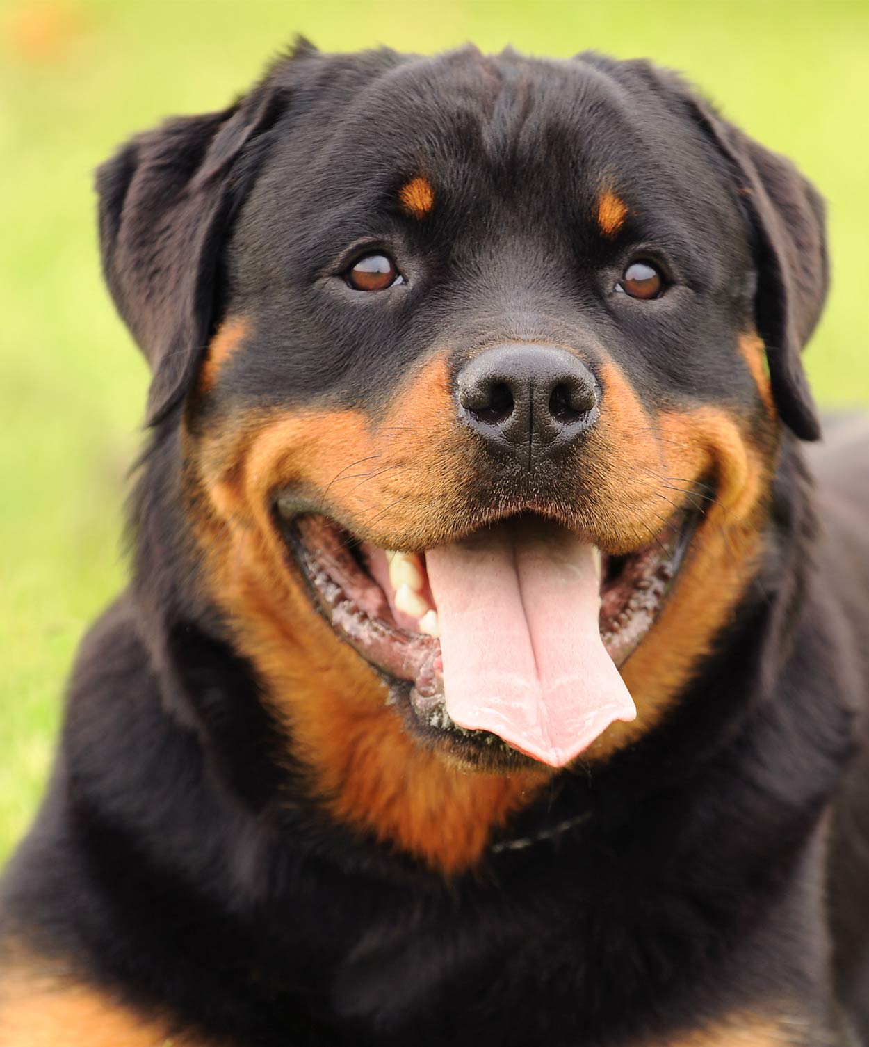 rottweiler dog with eyebrows