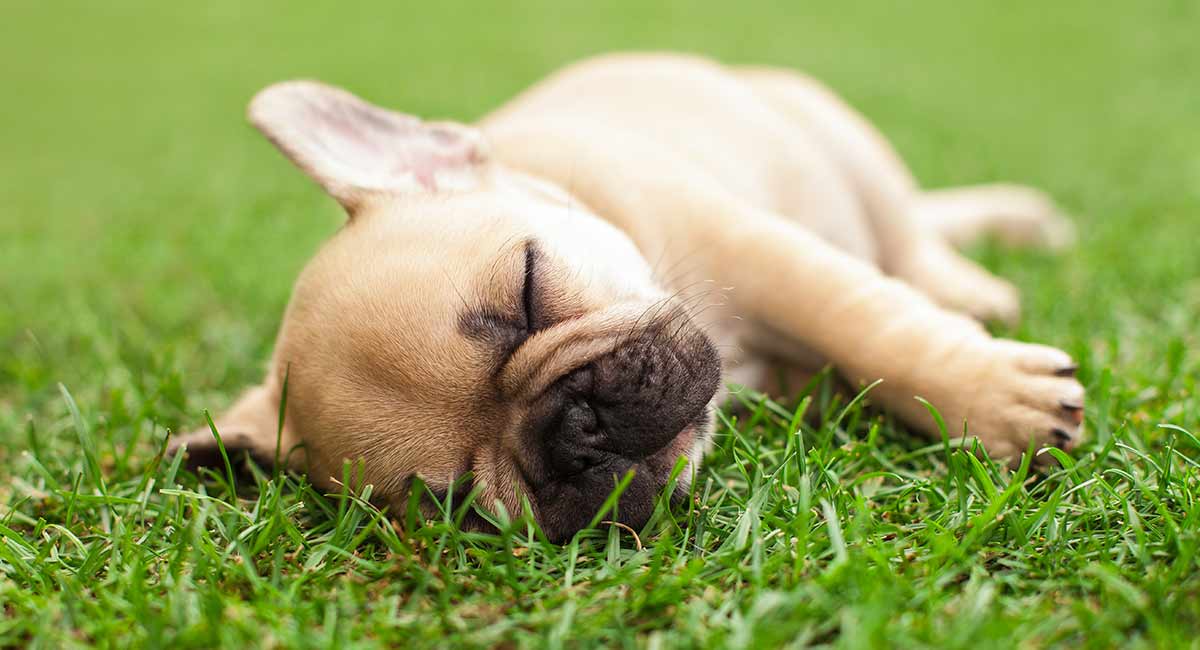 French Bulldog Breed Information Center - The Complete ...