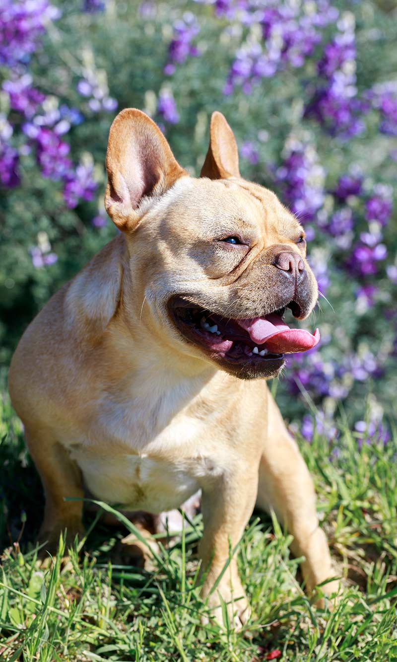 What Are Common Health Issues With French Bulldogs