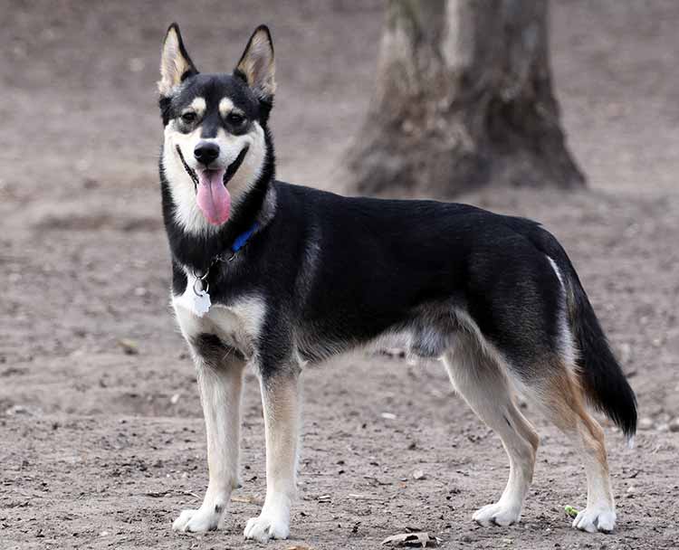 Funny Red Siberian Husky German Shepherd Mix