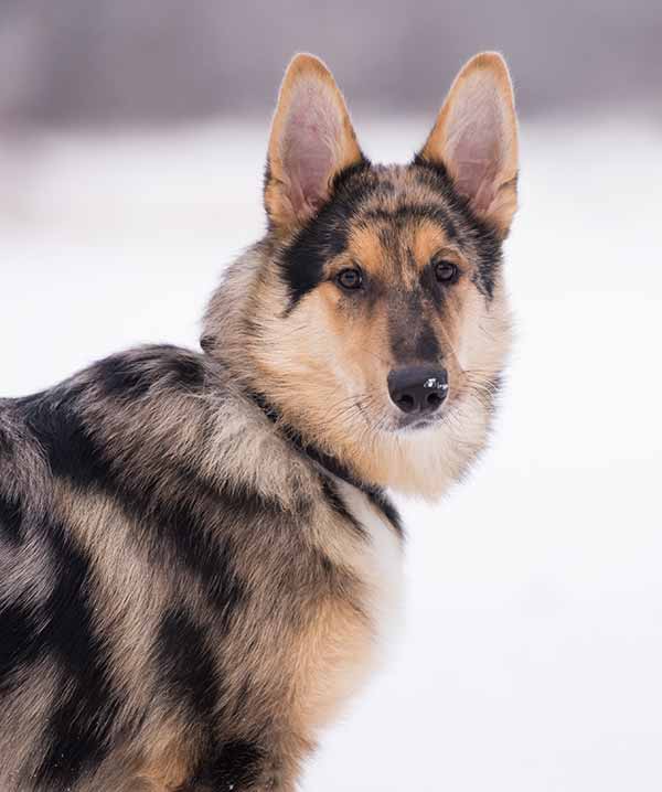 caucasian german shepherd mix