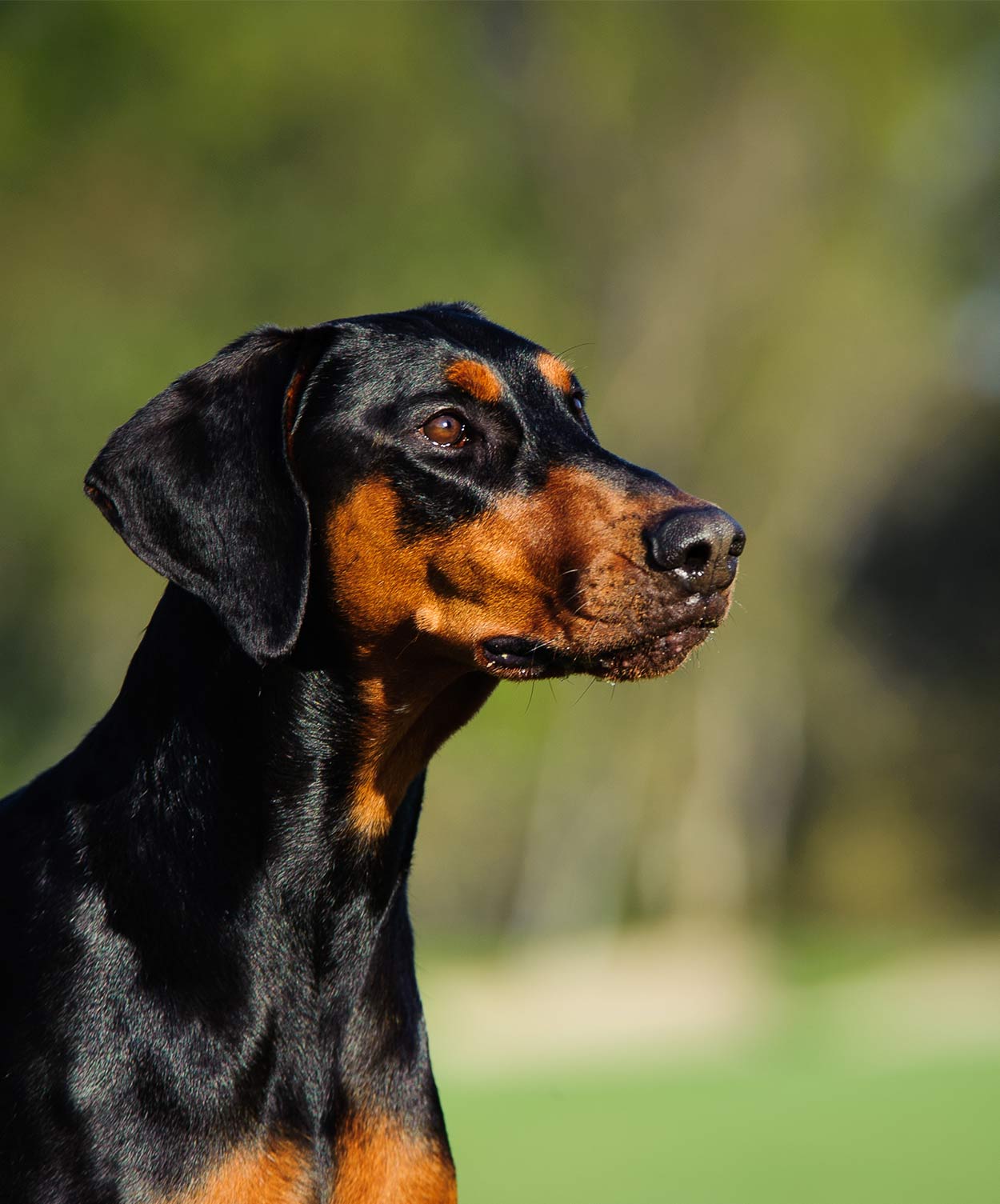 German Dog Breeds The Greatest German Pet Pooches