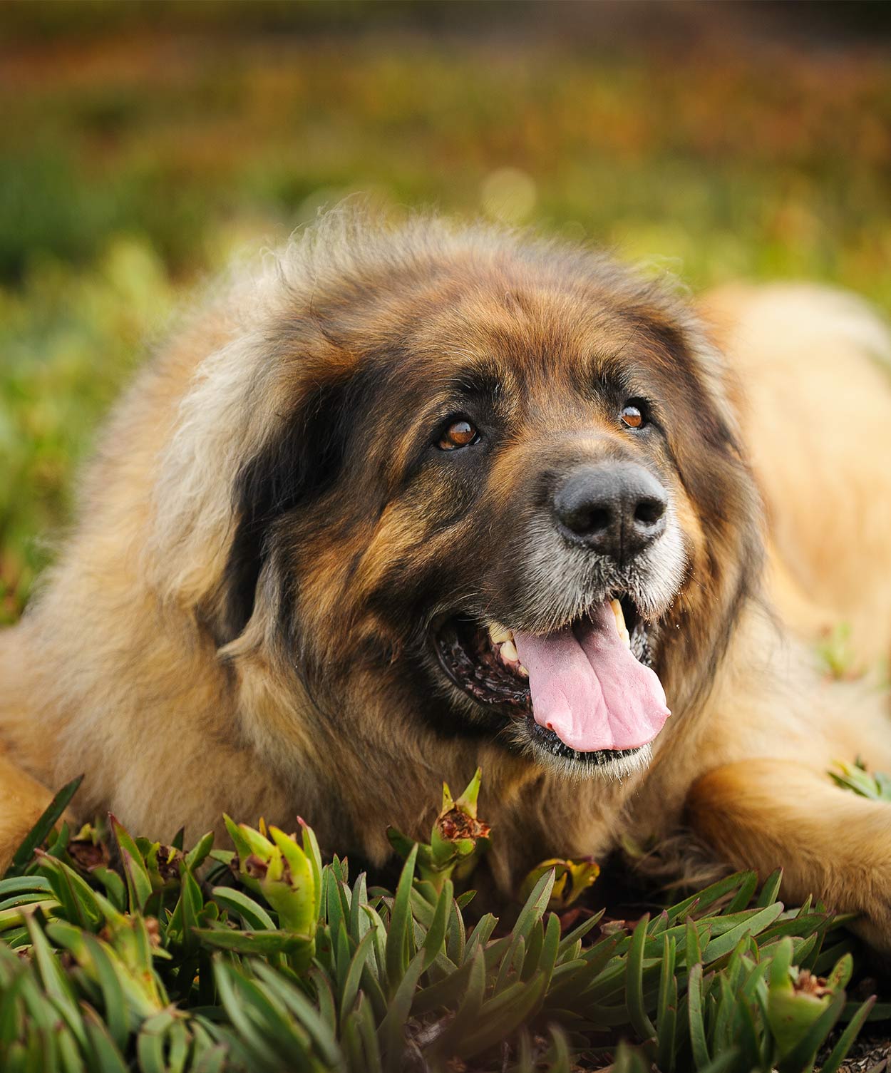 large german dog leonberger