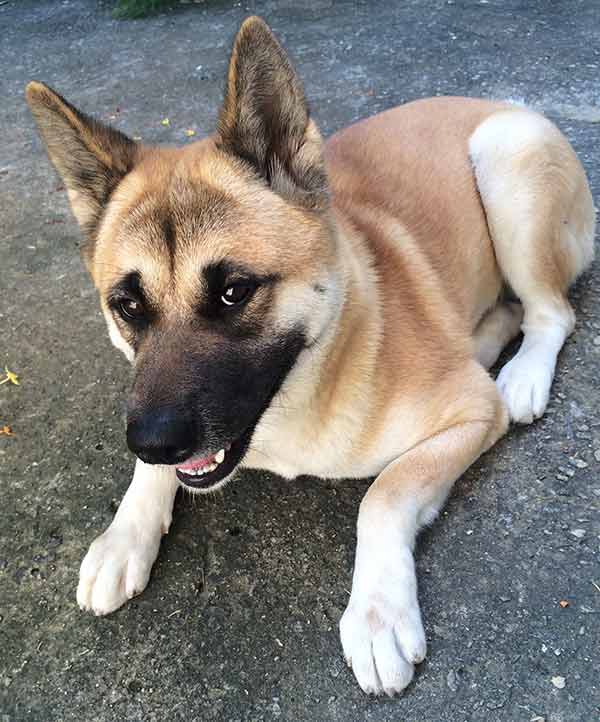 short haired german shepherd mix