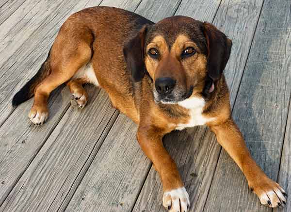 Half beagle sale half german shepherd