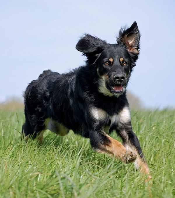 bernese shepherd mix