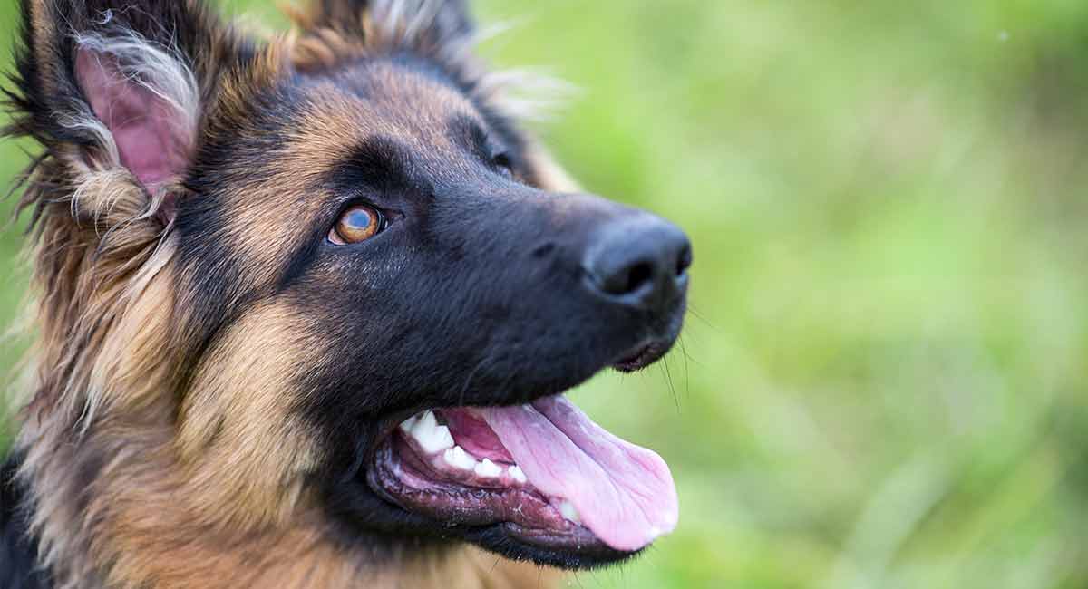 german shepherd shar pei mix puppy