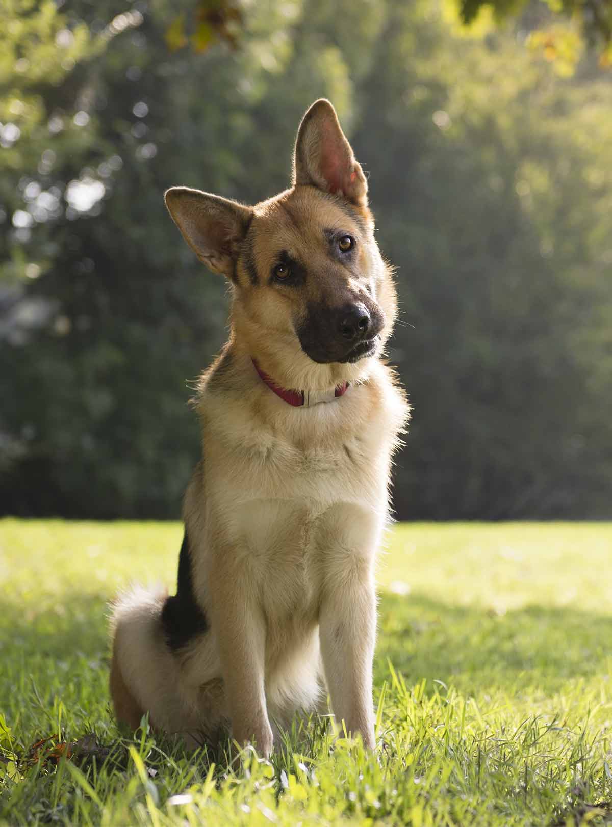 german shepherd training