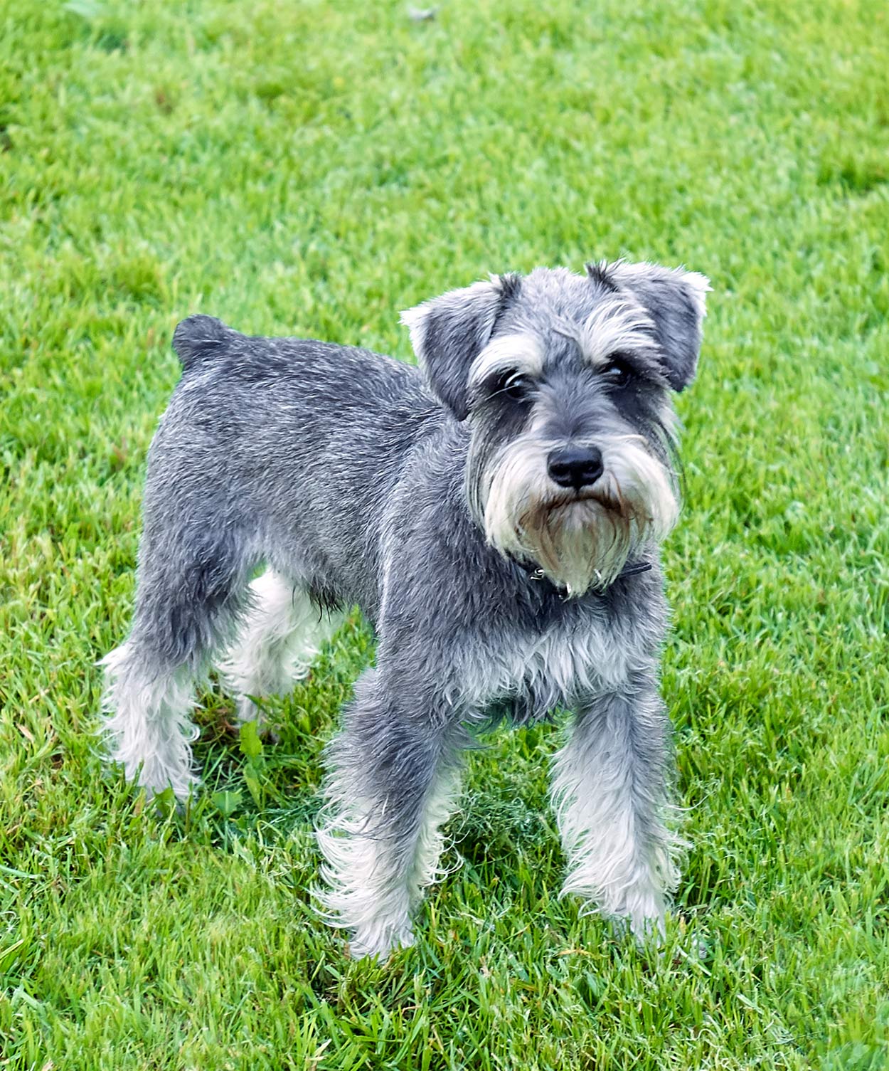 small german dog breeds