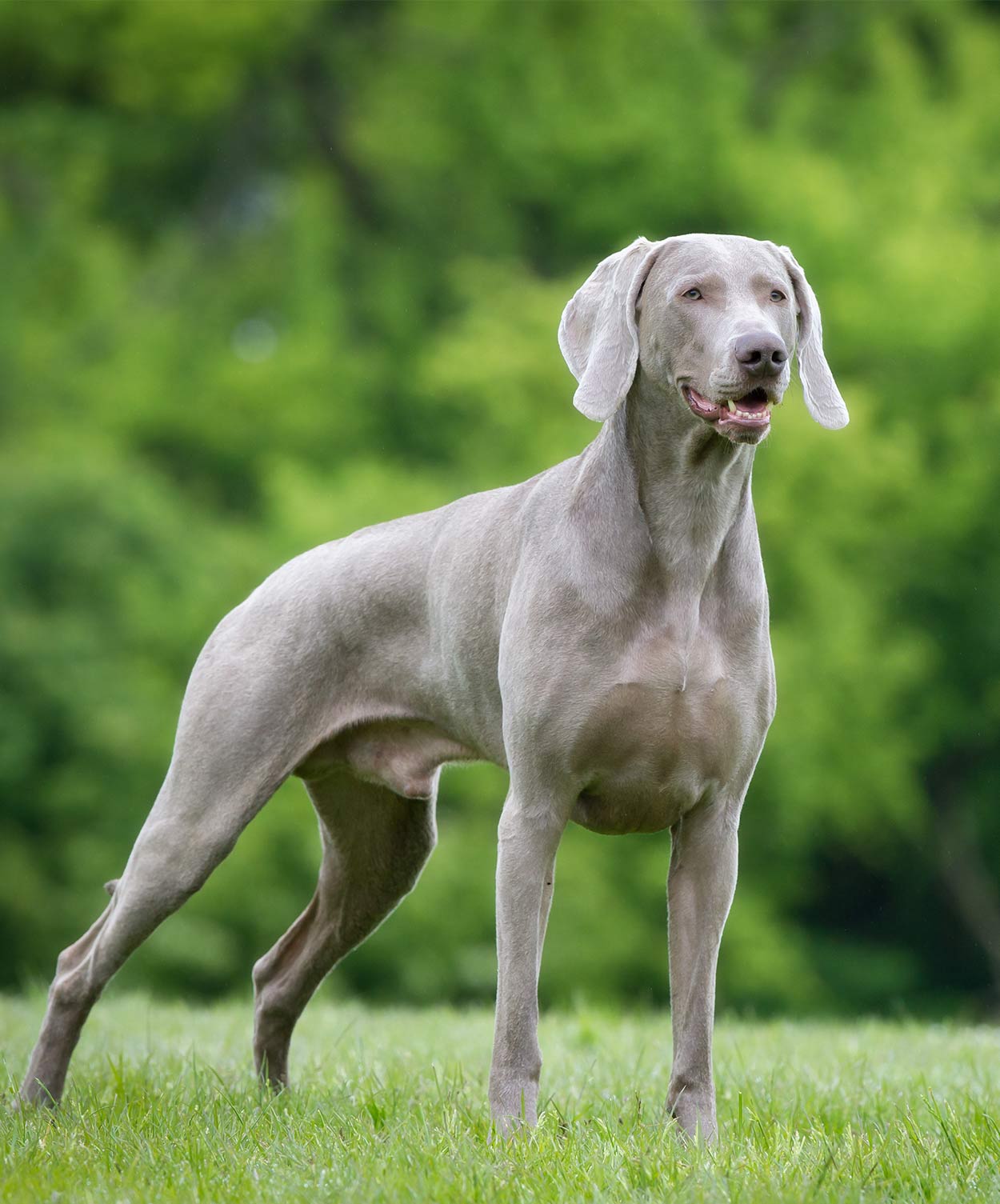 large german dog breeds