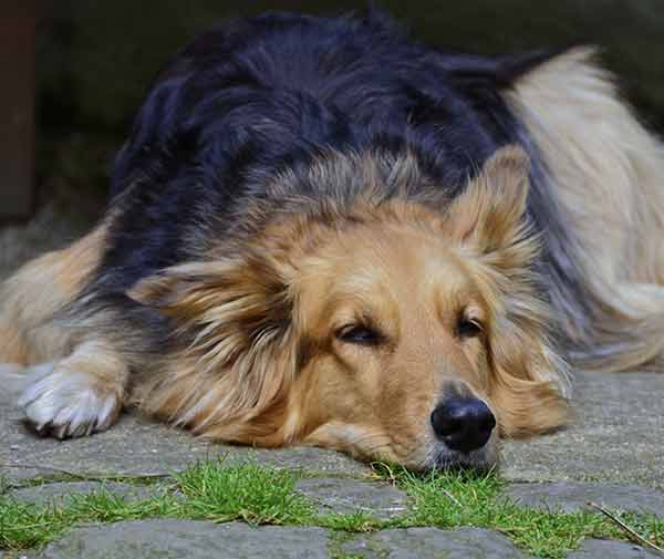 German Shepherd Collie mix