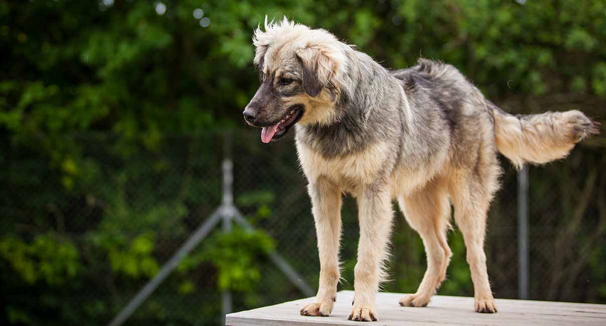 long haired german shepherd mix