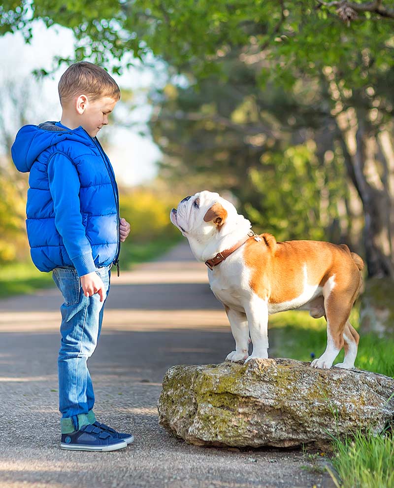 very big bulldog