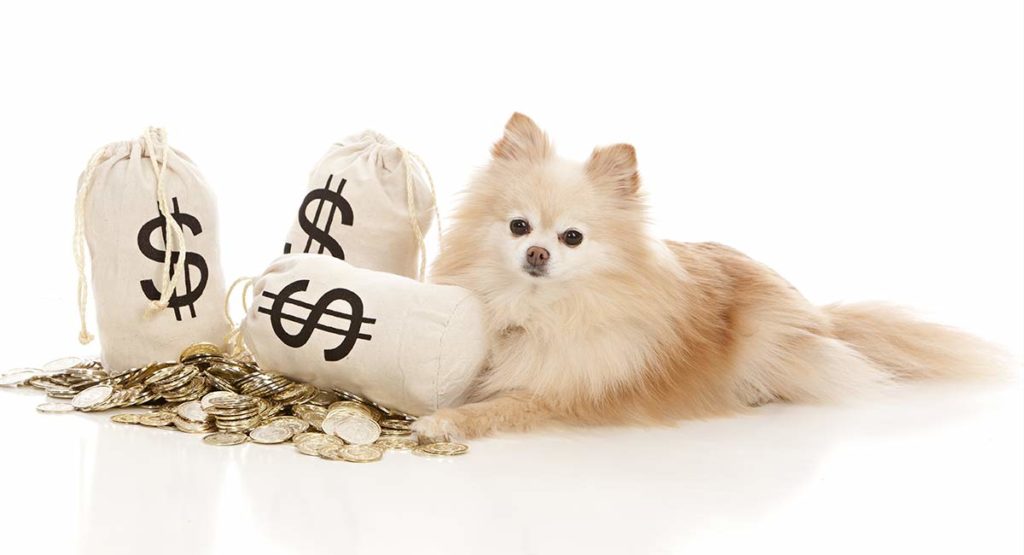 how much does it cost to become a dog breeder