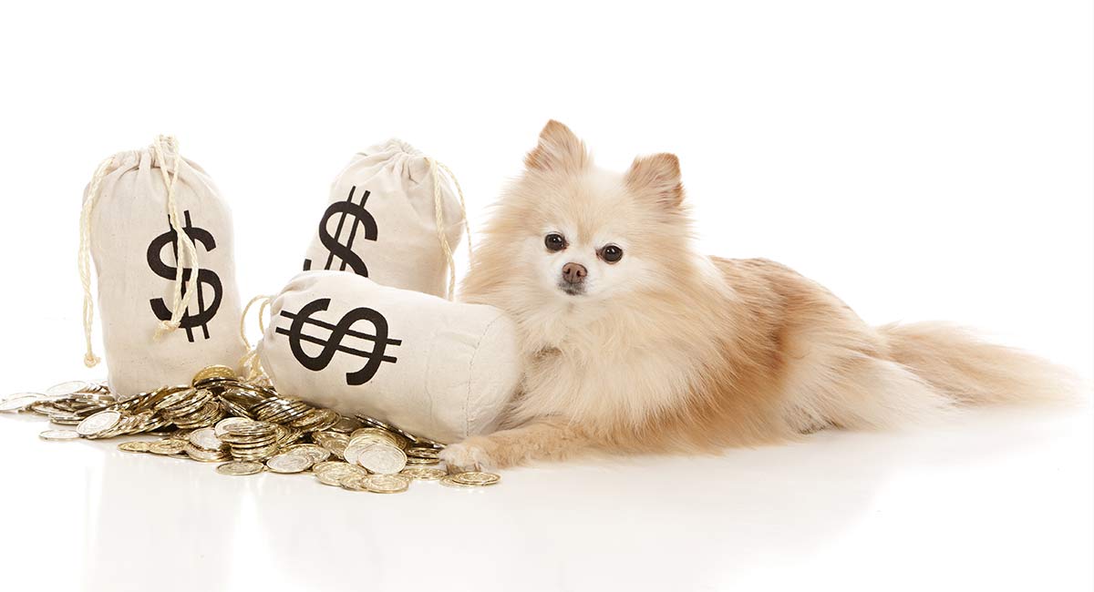 How Much Does A Puppy Cost - And What Makes Some So Expensive?