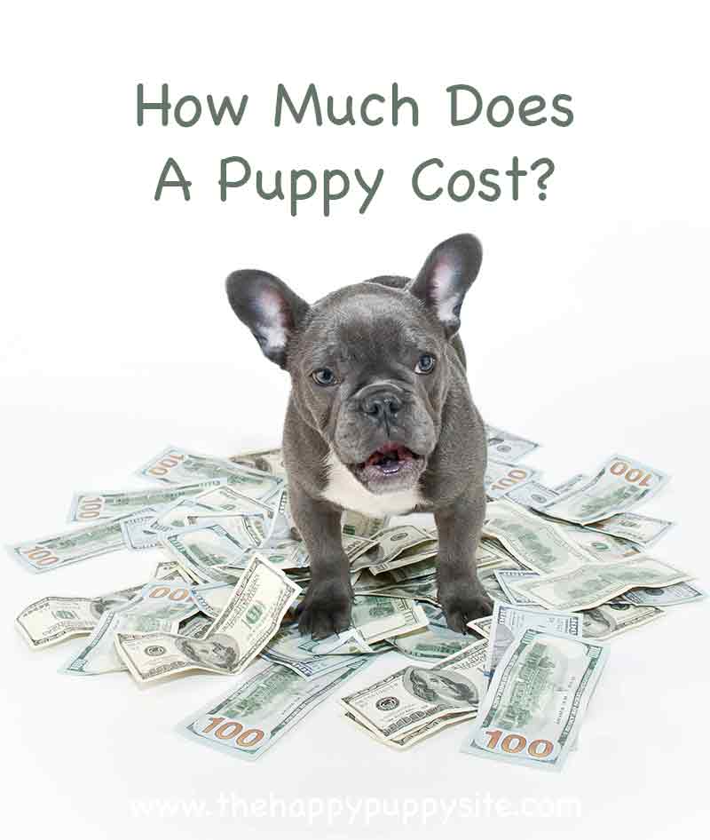 how much does it cost to become a dog breeder