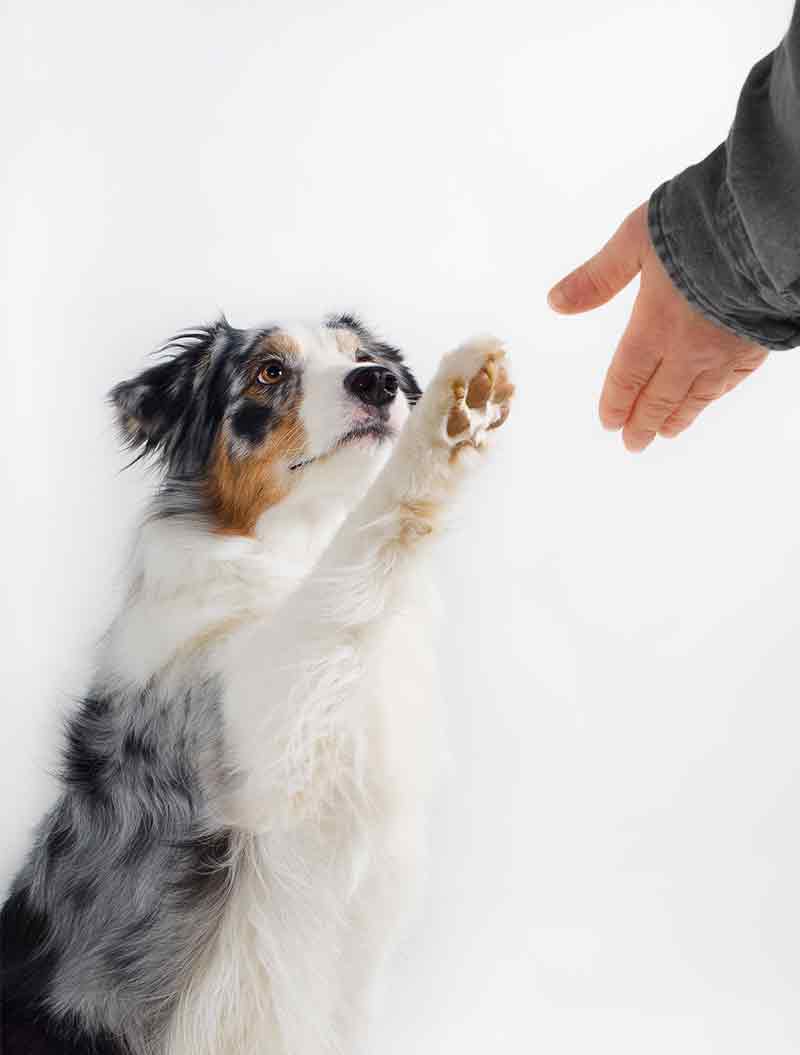 How to Stop A Dog's Nail from Bleeding Quickly and Safely