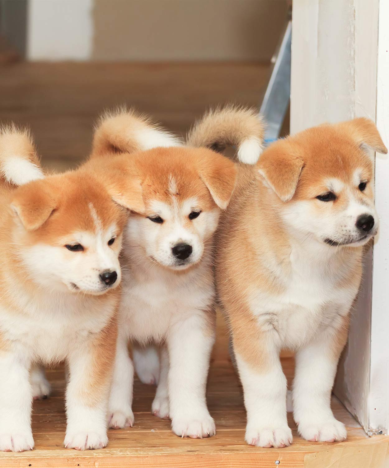 razze di cani da montagna, akita lab mix