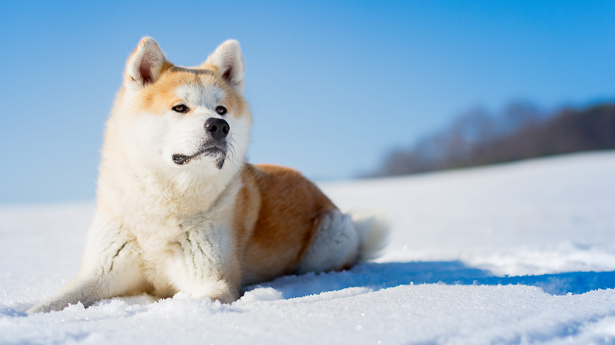 Cute Japanese Dog Breeds - cuteanimals