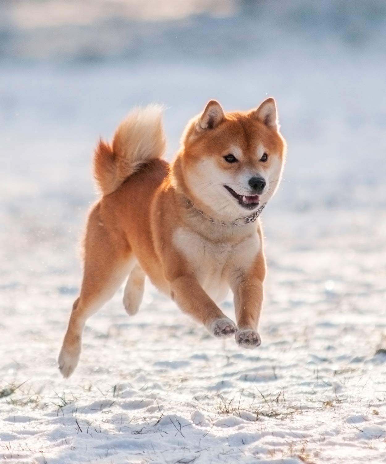 japanese dog breeds small