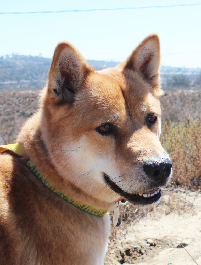 Korean Jindo Dog Breed Information Center A Guide To The Jindo Dog