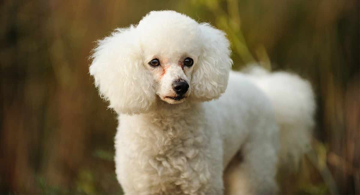 miniature white poodle full grown