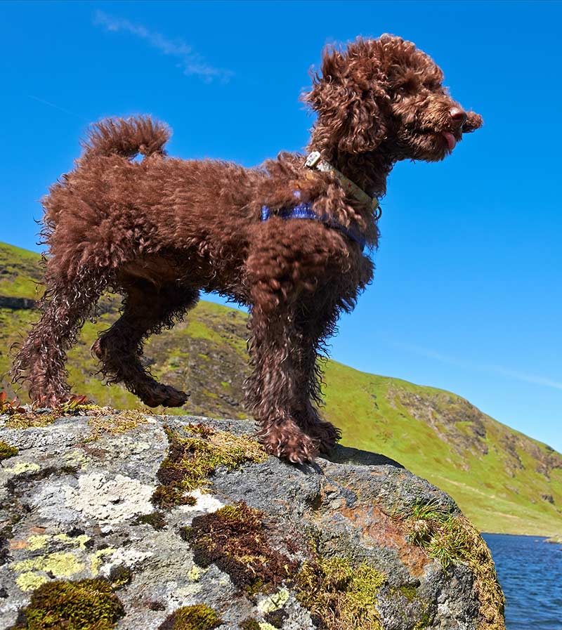 chocolate mini poodle