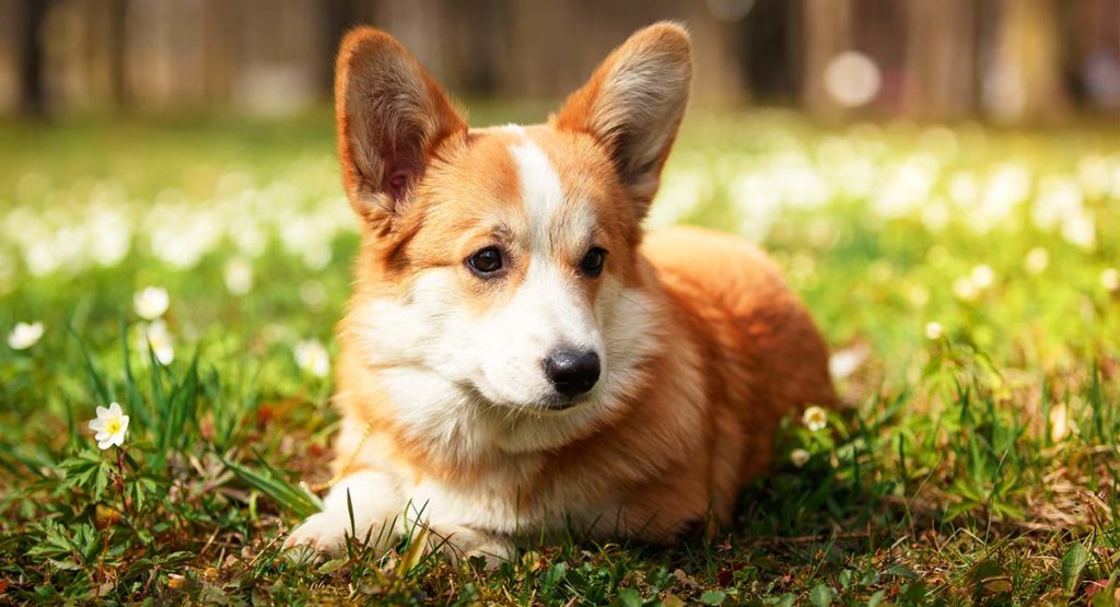 pembroke welsh corgi  herding dogs