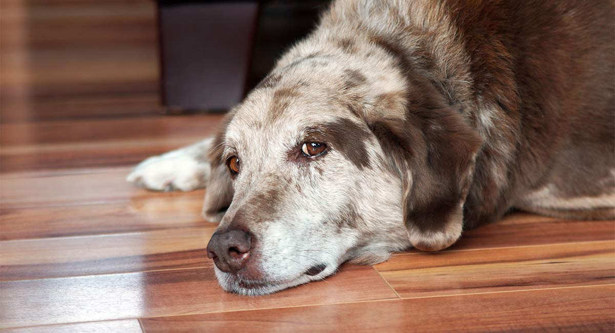 Pet Loss Quotes To Help You Through The Toughest Of Times