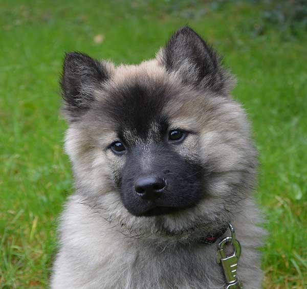 Pomeranian and german shepherd hot sale mix