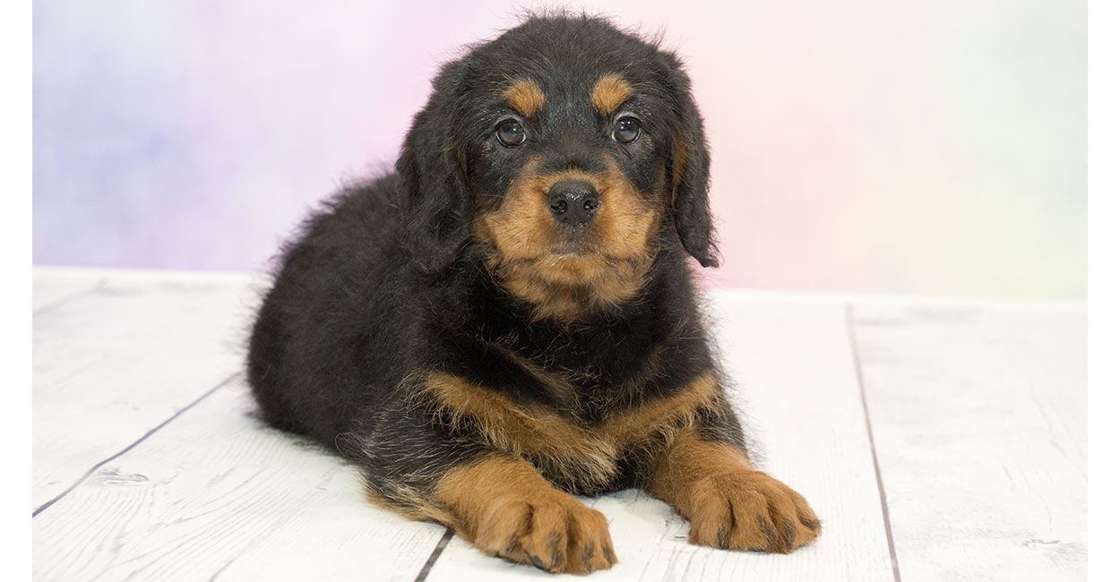 Rottweiler Poodle Mix Full Grown