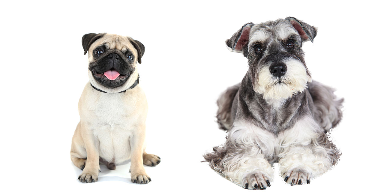 Pug hot sale and schnauzer