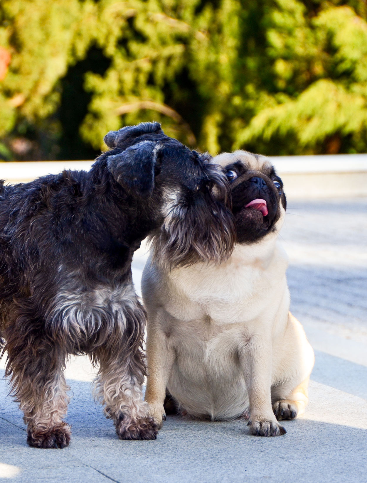 Pug and hot sale miniature schnauzer mix