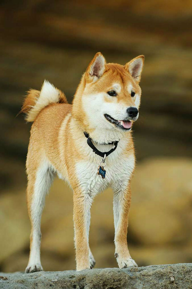 are shiba inus good with small dogs