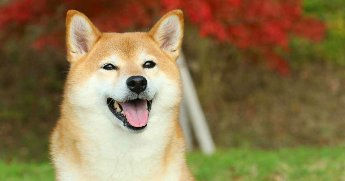 Shiba Inu Wonderful Watchdog Or Fabulous Family Pet