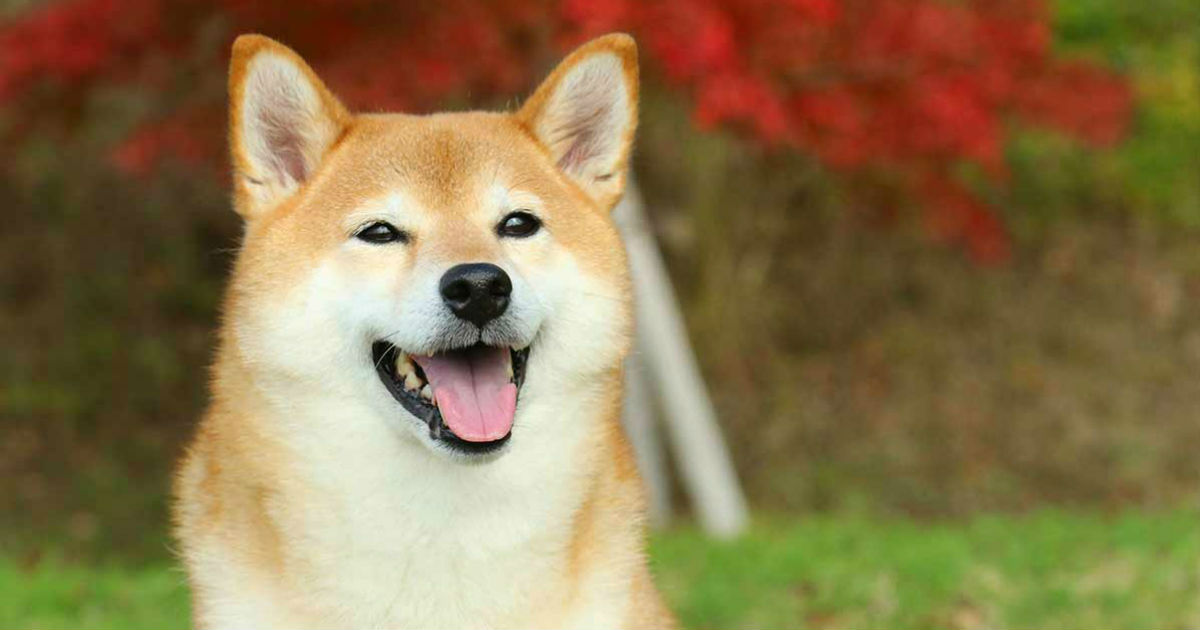 shiba dog breed