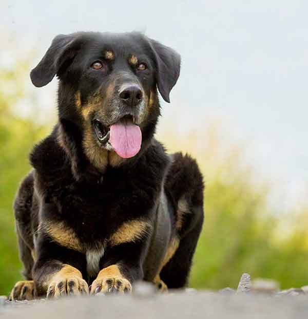 german shepherd huntaway cross