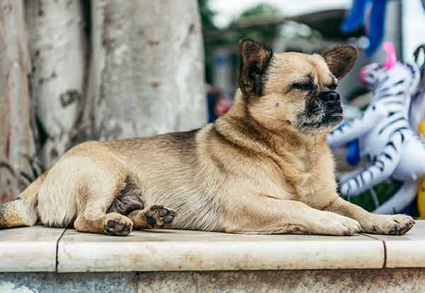 German shepherd best sale and pug