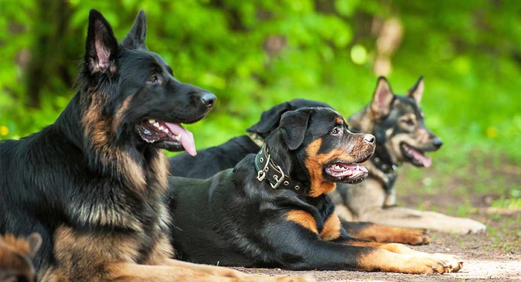 Strongest Dog Breeds The Most Powerful Pups In The World!