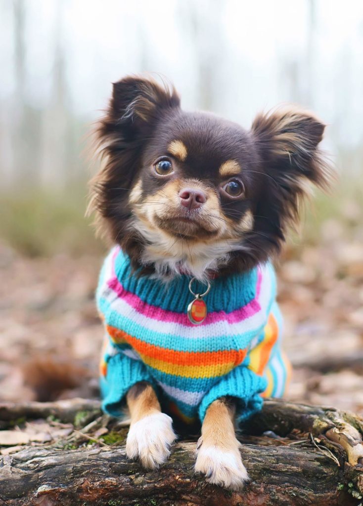 chihuahua toy puppy