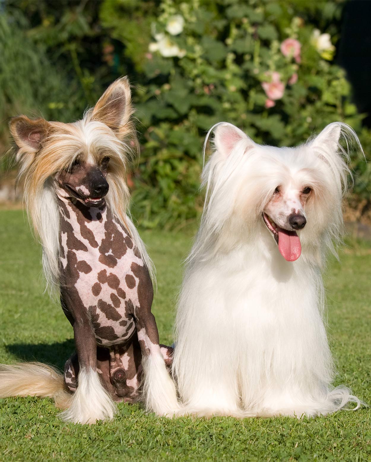 races de chiens jouets