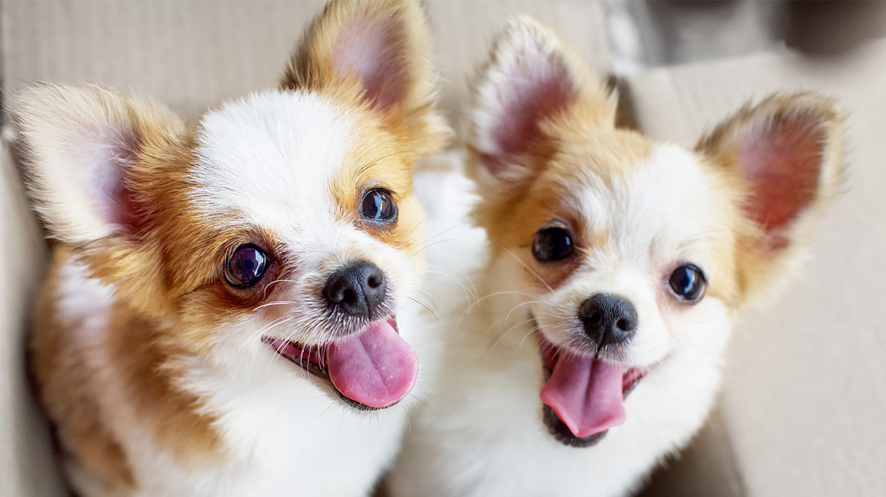 toy-dog-breeds-which-tiny-pup-should-you-bring-home