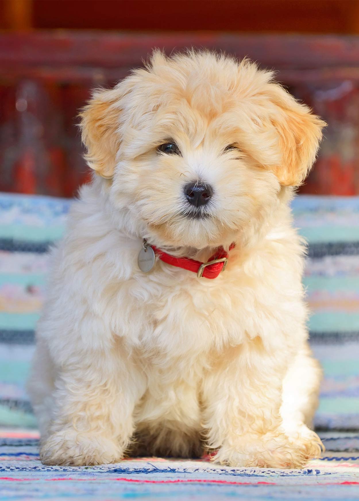 A Toy Breed Dogs A Toy Breed Dogs