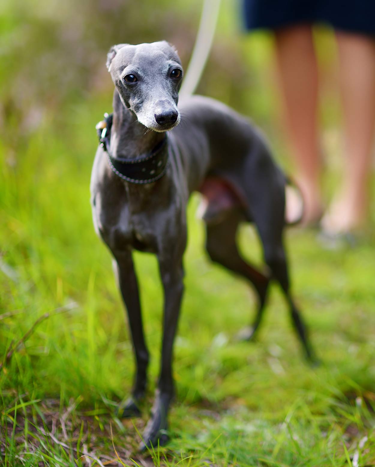 razze di cani giocattolo