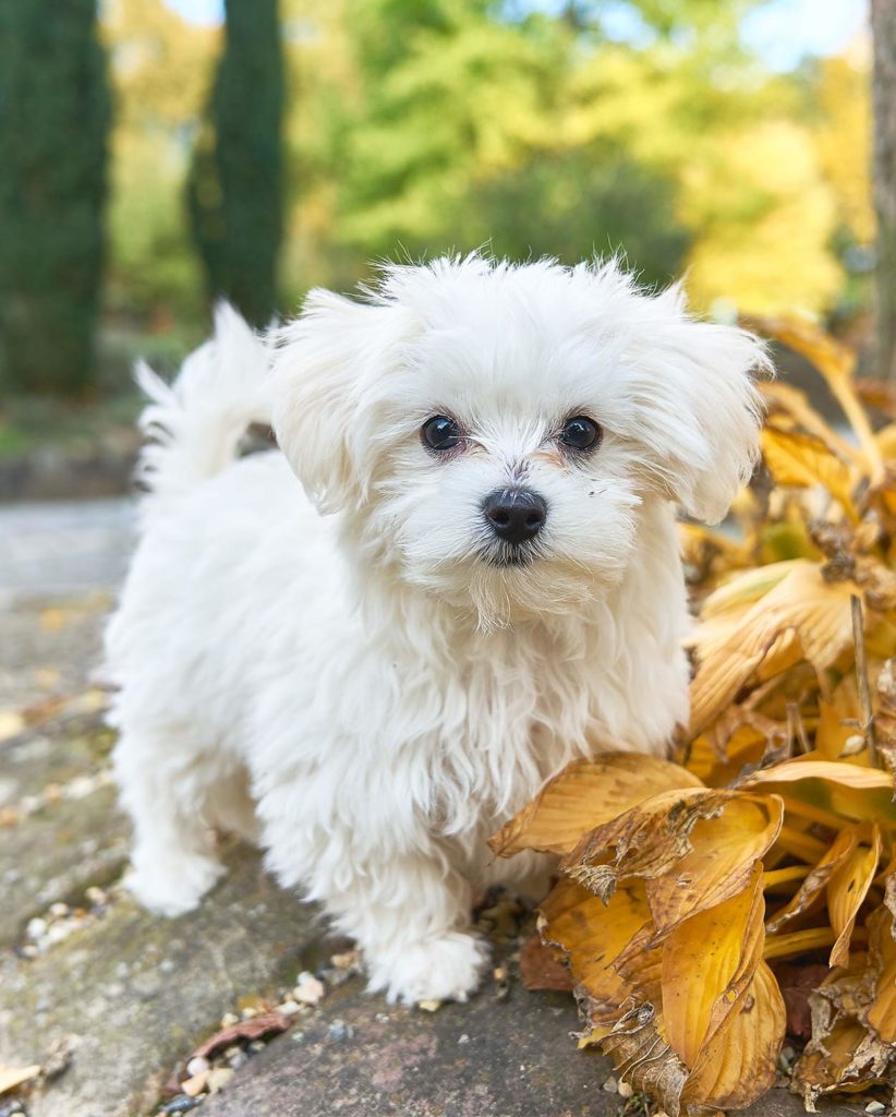 maltese dog soft toy