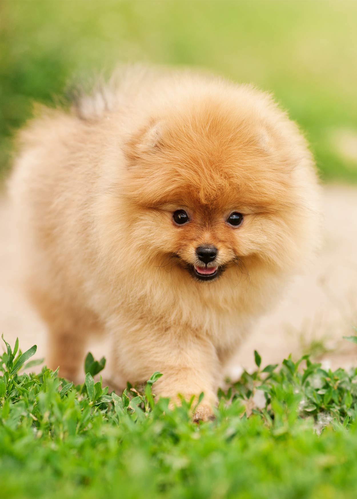 fluffy toy dog