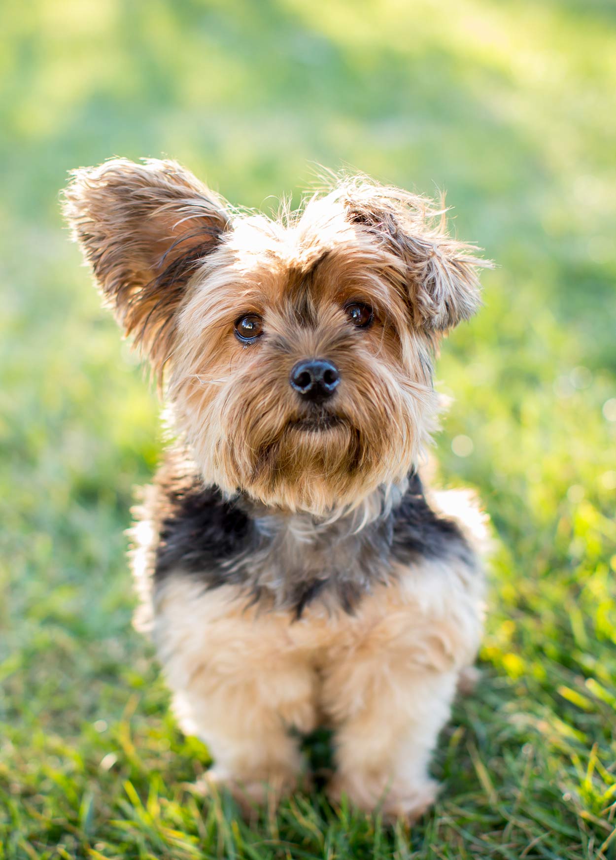 healthiest toy dog breeds