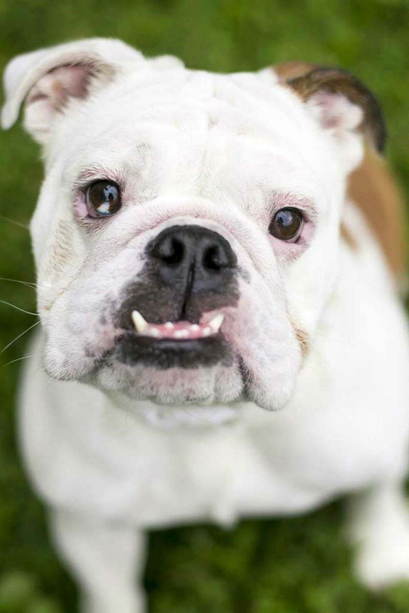 why do bulldogs have an underbite