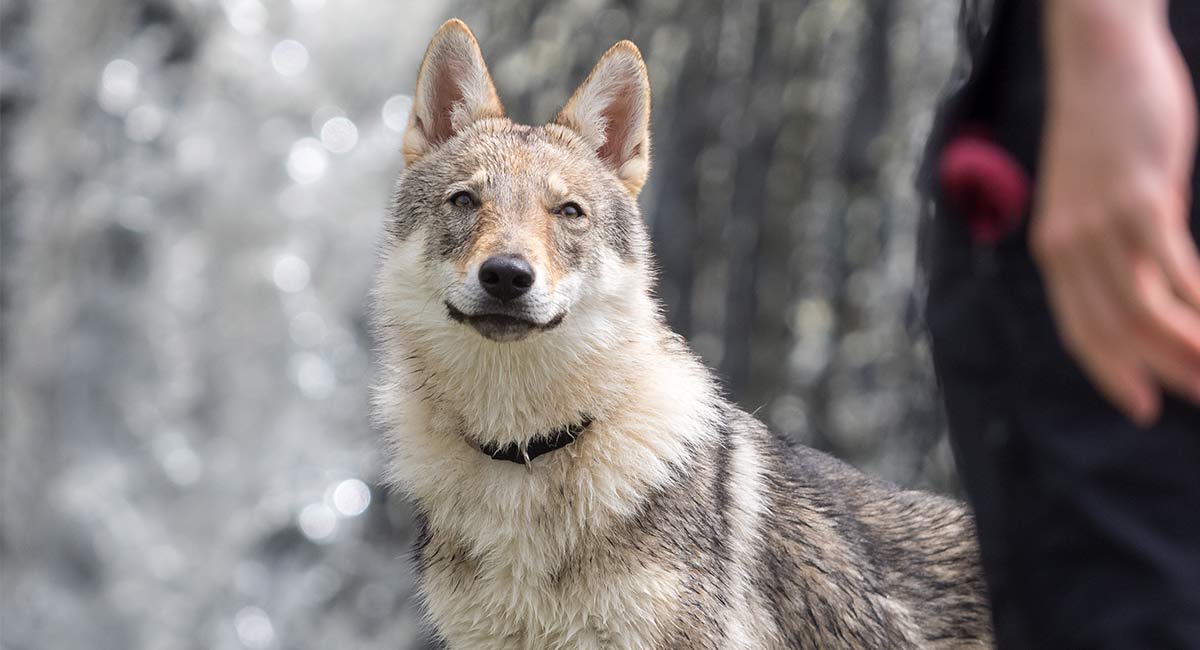 are wolf hybrids safe to own